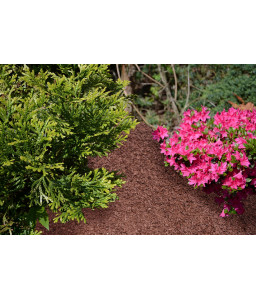 Decorative red WOOD CHIPS